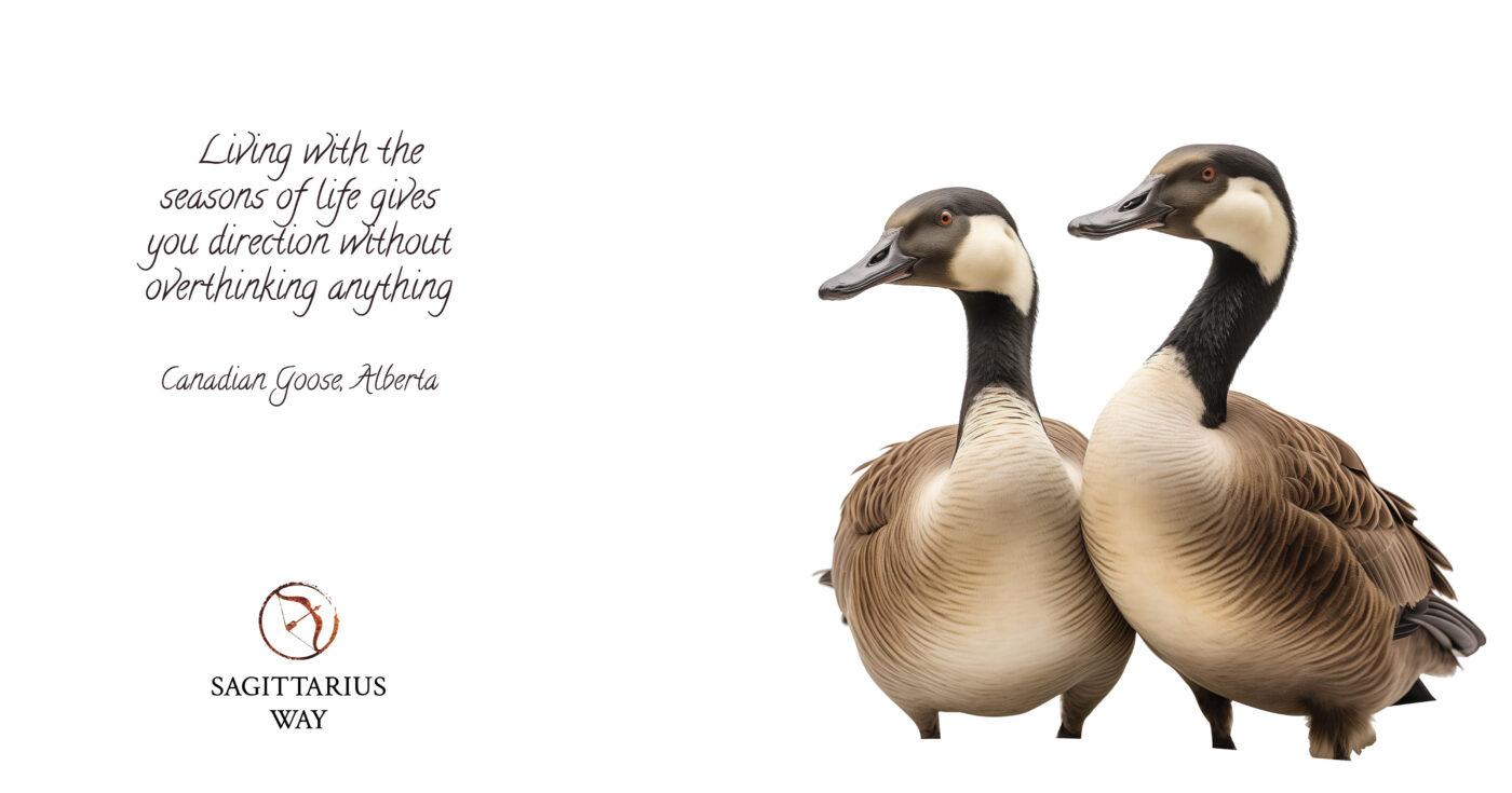 Canadian goose from Alberta: Embrace life's changing seasons, find direction effortlessly