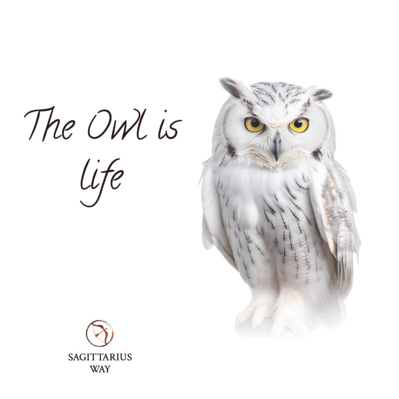 Tap into the owl's creative spirit: Adventure, versatility, and spiritual connection