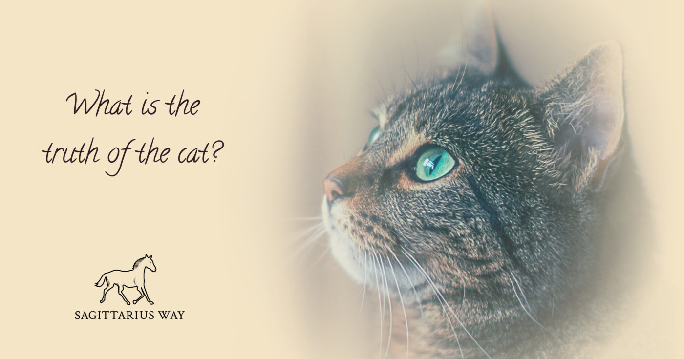 Cat magic - What is the truth of the cat ?