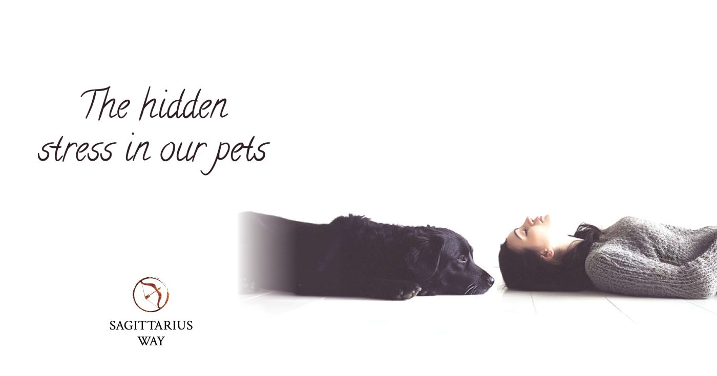 The hidden stress in our pets