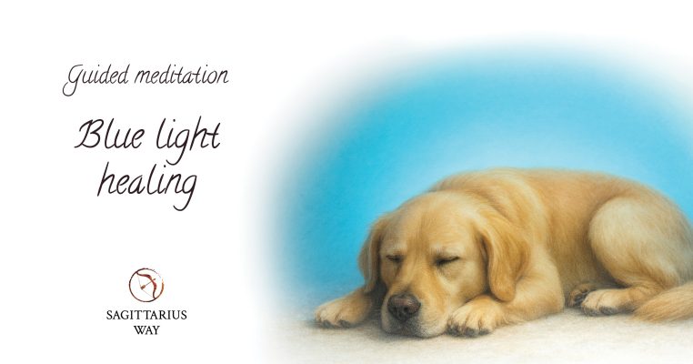 blue light healing for pets