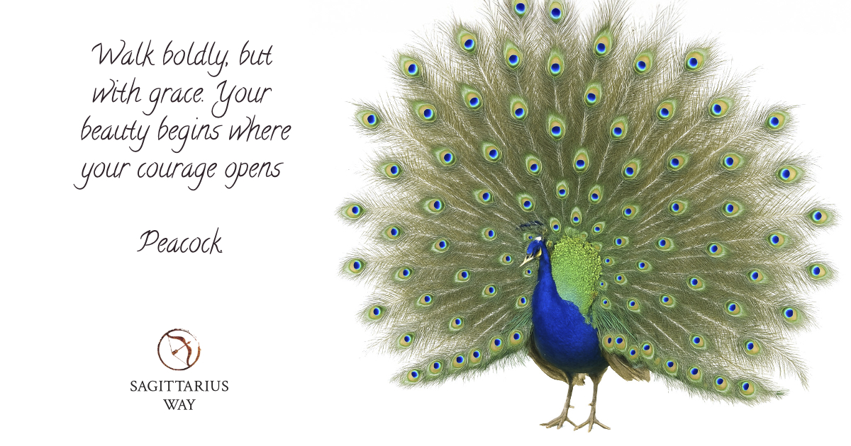peacock spirit message