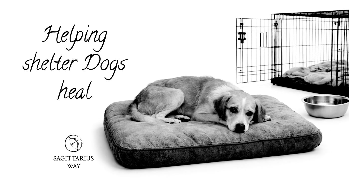 shelter Dogs
