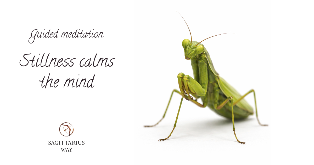 praying mantis meditation